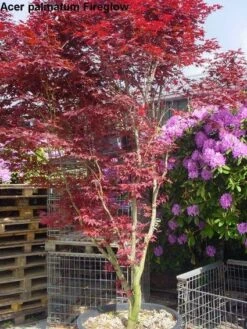 Japanse Esdoorn (Acer Palmatum 'Fireglow') 16 Japanse Esdoorn (Acer Palmatum 'Fireglow') -Green Roots Exporteren Winkel 20120220091058 11