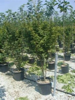 Japanse Esdoorn (Acer Palmatum) -Green Roots Exporteren Winkel 20120220093454 11