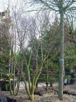 Japanse Esdoorn (Acer Palmatum) -Green Roots Exporteren Winkel 20120220093531 11