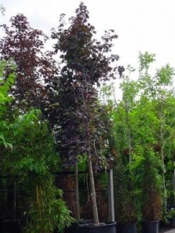 Rode Esdoorn (Acer Platanoides 'Crimson King') -Green Roots Exporteren Winkel 20120220093721 18