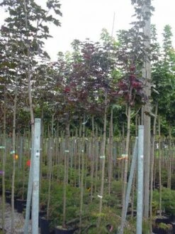 Rode Esdoorn (Acer Platanoides 'Crimson King') -Green Roots Exporteren Winkel 20120220093748 18 1