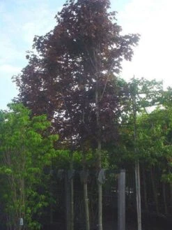 Rode Esdoorn (Acer Platanoides 'Crimson King') -Green Roots Exporteren Winkel 20120220093817 18 1