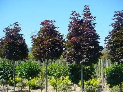 Noorse Esdoorn (Acer Platanoides 'Crimson Sentry') 3 Noorse Esdoorn (Acer Platanoides 'Crimson Sentry') - Afbeelding 3