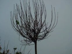 Bolesdoorn (Acer Platanoides 'Globosum') -Green Roots Exporteren Winkel 20120220094356 22