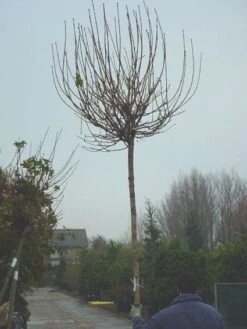 Bolesdoorn (Acer Platanoides 'Globosum') -Green Roots Exporteren Winkel 20120220094413 22 1