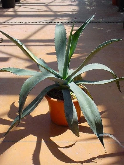 Agave (Agave Americana) 3 Agave (Agave Americana) - Afbeelding 3