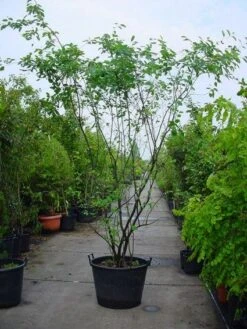 Krentenboom Als Struik (Amelanchier Lamarckii) -Green Roots Exporteren Winkel 20120220100746 13