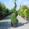 Buxus Als Spiraal (Buxus Sempervirens)