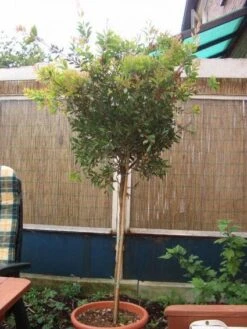 Lampepoetserplant Op Stam (Callistemon Laevis ) 5 Lampepoetserplant Op Stam (Callistemon Laevis ) -Green Roots Exporteren Winkel 20120220111108 1