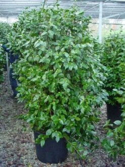 Camelia (Camellia, Rood) 19 Camelia (Camellia, Rood) -Green Roots Exporteren Winkel 20120220112609 60 12 1