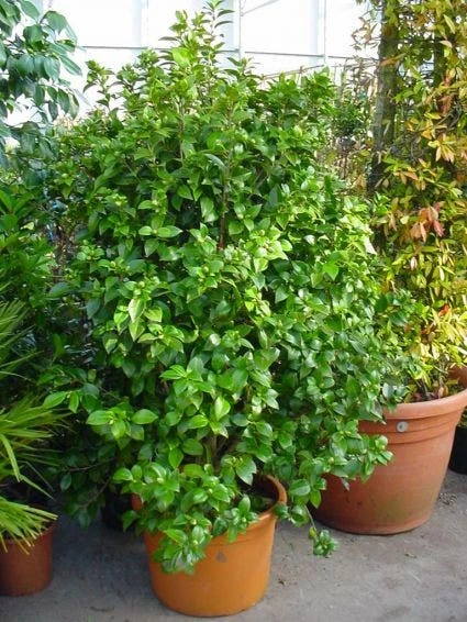 Camelia (Camellia, Rose) 5 Camelia (Camellia, Rose) - Afbeelding 5