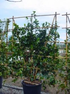 Camelia Als Leivorm (Camellia Japonica) -Green Roots Exporteren Winkel 20120220112828 2 1