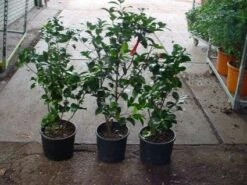 Camelia (Camellia, Rood) 17 Camelia (Camellia, Rood) -Green Roots Exporteren Winkel 20120220112914 60 12