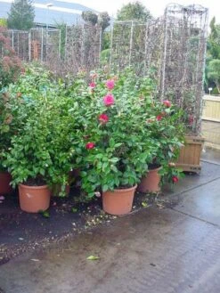 Camelia (Camellia, Rose) 12 Camelia (Camellia, Rose) -Green Roots Exporteren Winkel 20120220113125 20 4