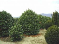 Camelia (Camellia, Rood) 15 Camelia (Camellia, Rood) -Green Roots Exporteren Winkel 20120220113515 24 12 12 1