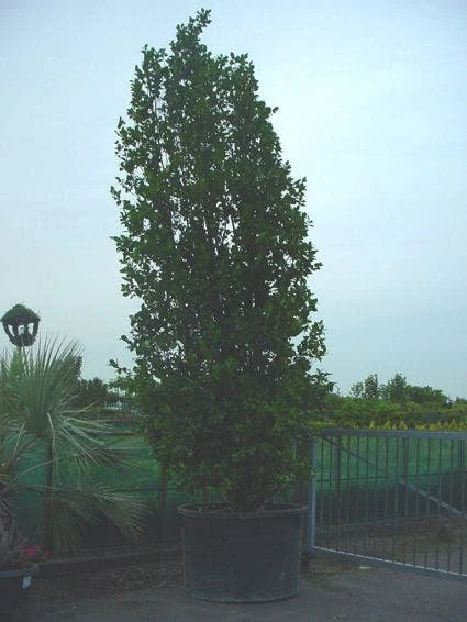 Camelia (Camellia, Rose) 1 Camelia (Camellia, Rose)