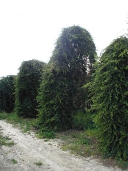 Treurceder (Cedrus Deodara 'Pendula') 2 Treurceder (Cedrus Deodara 'Pendula') - Afbeelding 2