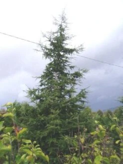 Libanonceder (Cedrus Libani) 9 Libanonceder (Cedrus Libani) -Green Roots Exporteren Winkel 20120220143307 17