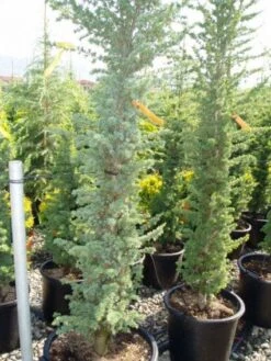 Zuilvormige Ceder (Cedrus Libani 'Fastigiata') 24 Zuilvormige Ceder (Cedrus Libani 'Fastigiata') -Green Roots Exporteren Winkel 20120220143513 10