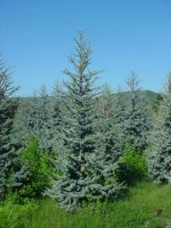 Atlasceder (Cedrus Libani 'Glauca') 13 Atlasceder (Cedrus Libani 'Glauca') -Green Roots Exporteren Winkel 20120220143808 23