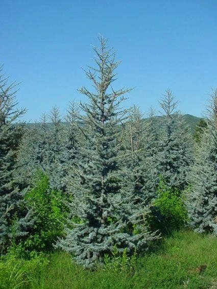 Atlasceder (Cedrus Libani 'Glauca') 4 Atlasceder (Cedrus Libani 'Glauca') - Afbeelding 4