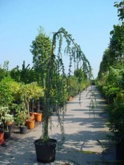 Treurceder Als Boom (Cedrus Libani 'Glauca Pendula') -Green Roots Exporteren Winkel 20120220144034 9