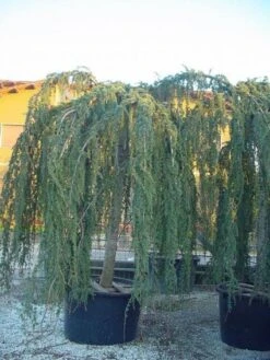 Treurceder Als Boom (Cedrus Libani 'Glauca Pendula') -Green Roots Exporteren Winkel 20120220144057 9