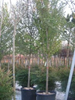 Judasboom (Cercis Siliquastrum) -Green Roots Exporteren Winkel 20120220144824 10