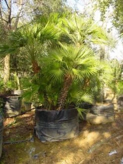 Dwergpalm (Chamaerops Humilis 'Vulcano')