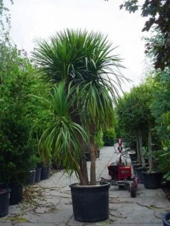 Cordyline (Cordyline Australis) -Green Roots Exporteren Winkel 20120220150047 8