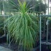 Cordyline (Cordyline Australis)