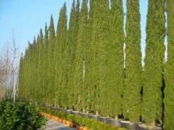Italiaanse Cypres (Cupressus Sempervirens 'Stricta') -Green Roots Exporteren Winkel 20120220154406 15