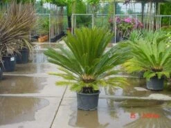 Cycaspalm (Cycas Revoluta) -Green Roots Exporteren Winkel 20120220154507 5