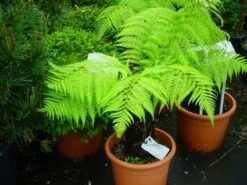 Grote Boomvaren (Dicksonia Antarctica) -Green Roots Exporteren Winkel 20120220154826 11 1 1