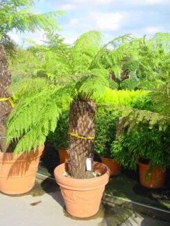 Grote Boomvaren (Dicksonia Antarctica) -Green Roots Exporteren Winkel 20120220154943 11 1 1