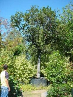 Kaki (Diospyros Kaki) -Green Roots Exporteren Winkel 20120220155112 8