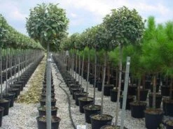 Olijfwilg Als Boom (Elaeagnus Pungens 'Maculata') -Green Roots Exporteren Winkel 20120220160404 8