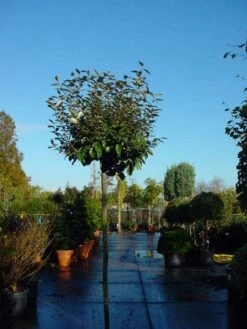 Olijfwilg Als Boom (Elaeagnus Pungens 'Maculata') -Green Roots Exporteren Winkel 20120220160432 8