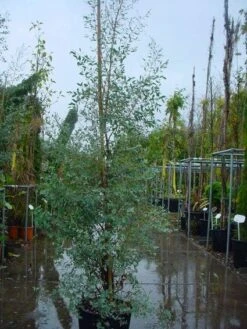 Winterharde Gomboom (Eucalyptus Gunnii) -Green Roots Exporteren Winkel 20120220160905 5 1