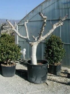 Vijg Als Solitair (Ficus Carica) 11 Vijg Als Solitair (Ficus Carica) -Green Roots Exporteren Winkel 20120220162113 7 1