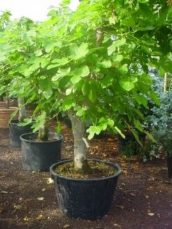 Vijg Als Solitair (Ficus Carica) -Green Roots Exporteren Winkel 20120220162214 7
