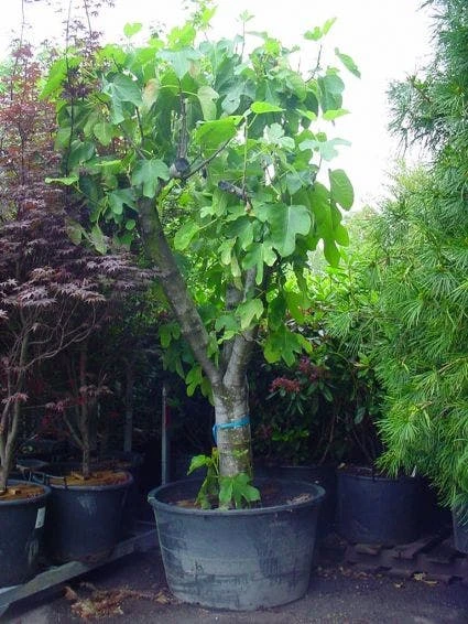 Vijg Als Solitair (Ficus Carica) 2 Vijg Als Solitair (Ficus Carica) - Afbeelding 2