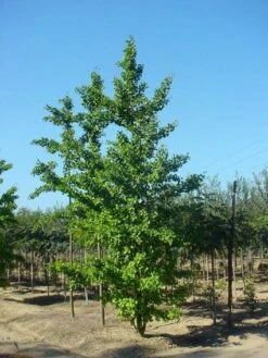 Japanse Notenboom (Ginkgo Biloba) -Green Roots Exporteren Winkel 20120220162600 10