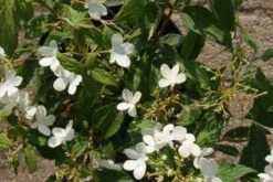 Sneeuwbal (Viburnum Plicatum 'Watanabe') 10 Sneeuwbal (Viburnum Plicatum 'Watanabe') -Green Roots Exporteren Winkel 20120221135107 8