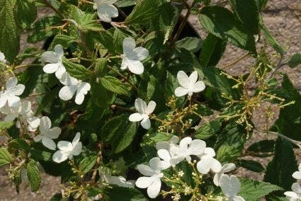 Sneeuwbal (Viburnum Plicatum 'Watanabe') 4 Sneeuwbal (Viburnum Plicatum 'Watanabe') - Afbeelding 4