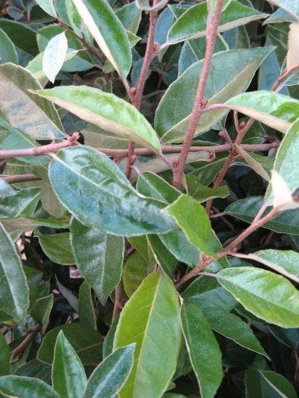 Olijfwilg Als Leiboom (Elaeagnus Ebbingei) 5 Olijfwilg Als Leiboom (Elaeagnus Ebbingei) - Afbeelding 5