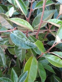 Olijfwilg Als Leivorm (Elaeagnus Ebbingei) -Green Roots Exporteren Winkel 20120225093026 2 1
