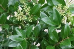 Liguster Op Stam (Ligustrum Japonicum 'Texanum')
