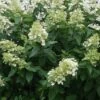 Pluimhortensia (Hydrangea Paniculata 'Unique')