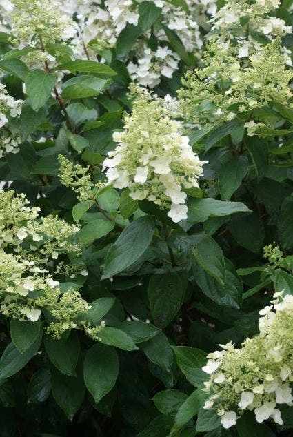Pluimhortensia (Hydrangea Paniculata 'Unique') 3 Pluimhortensia (Hydrangea Paniculata 'Unique') - Afbeelding 3